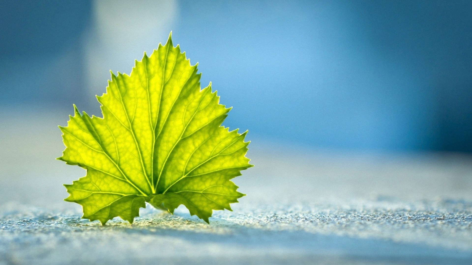 arrière plans de papier peint de photographie,feuille,la nature,vert,ciel,arbre