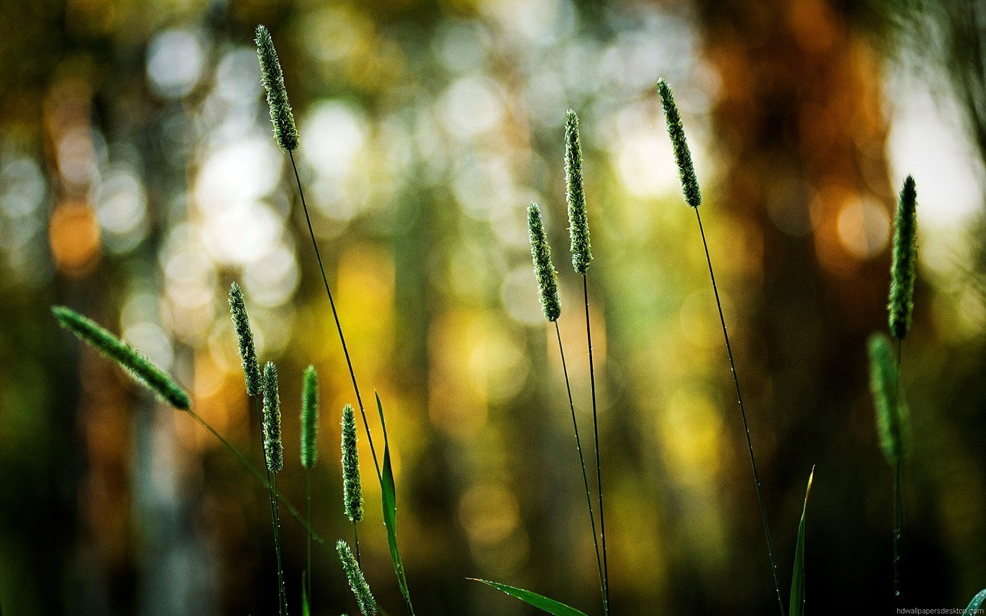 fotografie hintergrundbilder hintergründe,wasser,natur,grün,gras,blatt