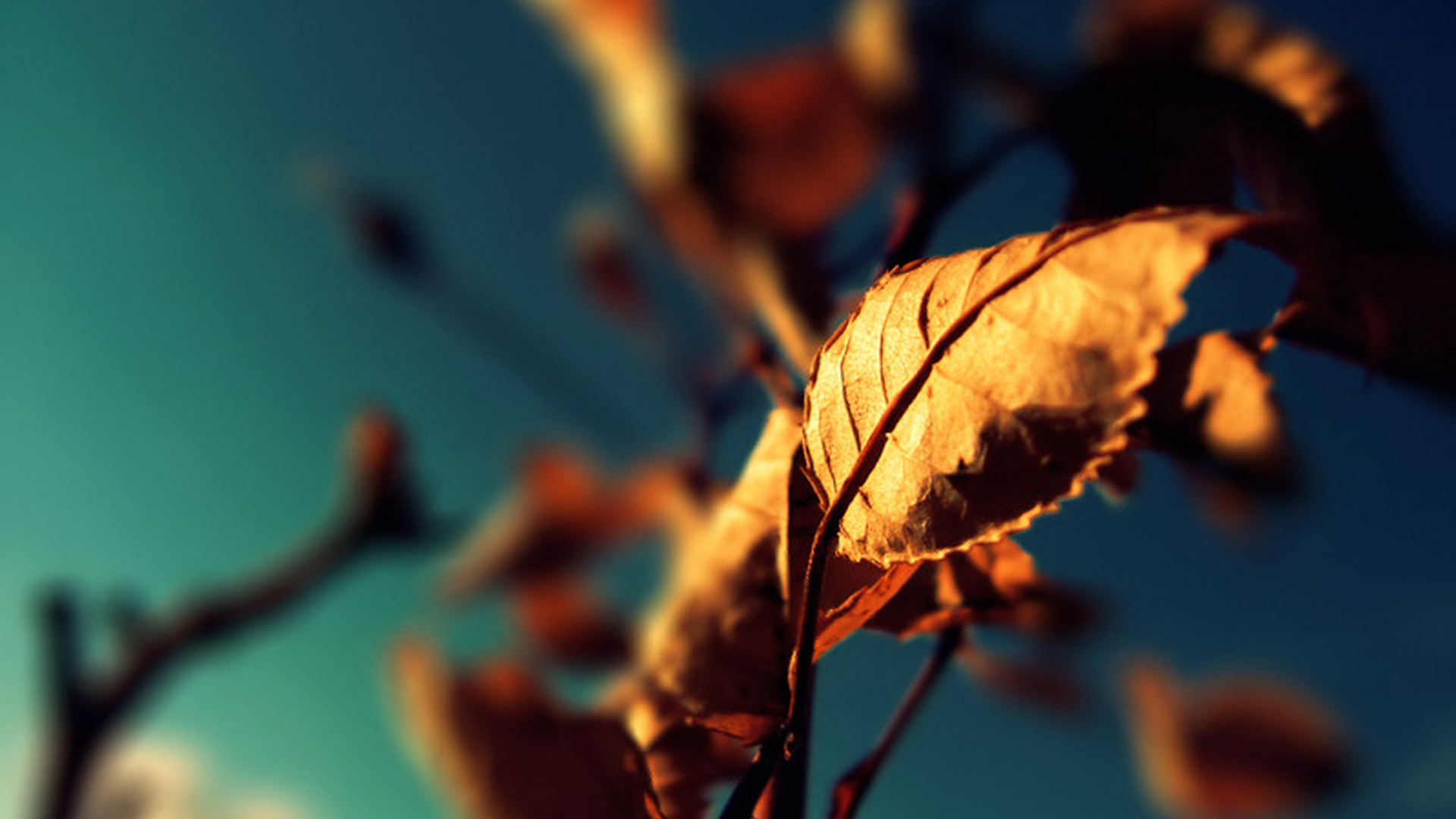 arrière plans de papier peint de photographie,feuille,bleu,vert,ciel,macro photographie