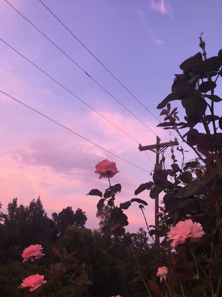 sfondi per la fotografia,cielo,rosa,nube,fiore,mattina
