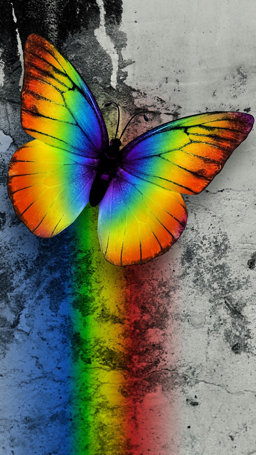 papier peint picher,papillon,papillons et papillons,insecte,orange,invertébré