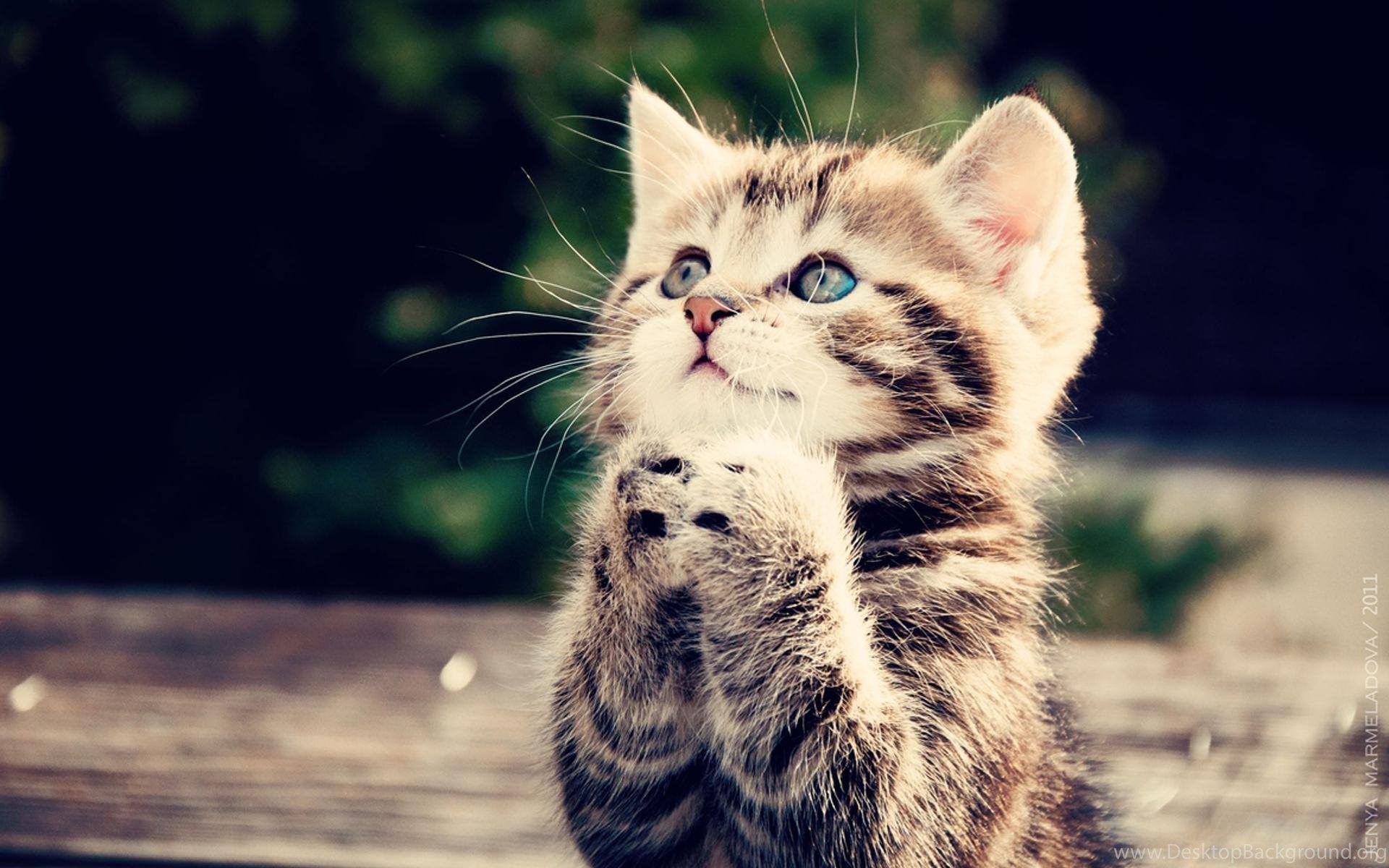 picher wallpaper,cat,whiskers,mammal,small to medium sized cats,felidae ...