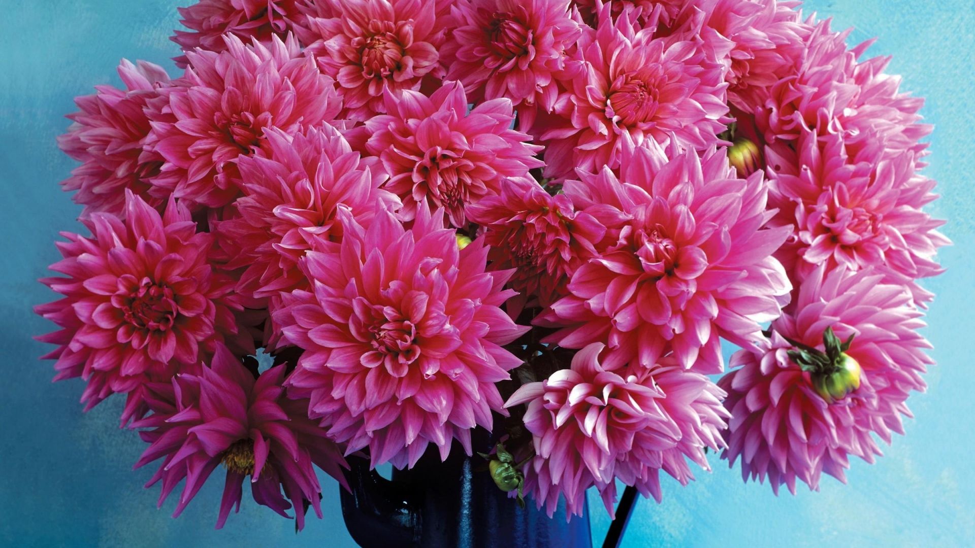 fondo de pantalla de picher,flor,planta floreciendo,planta,rosado,crisantemos