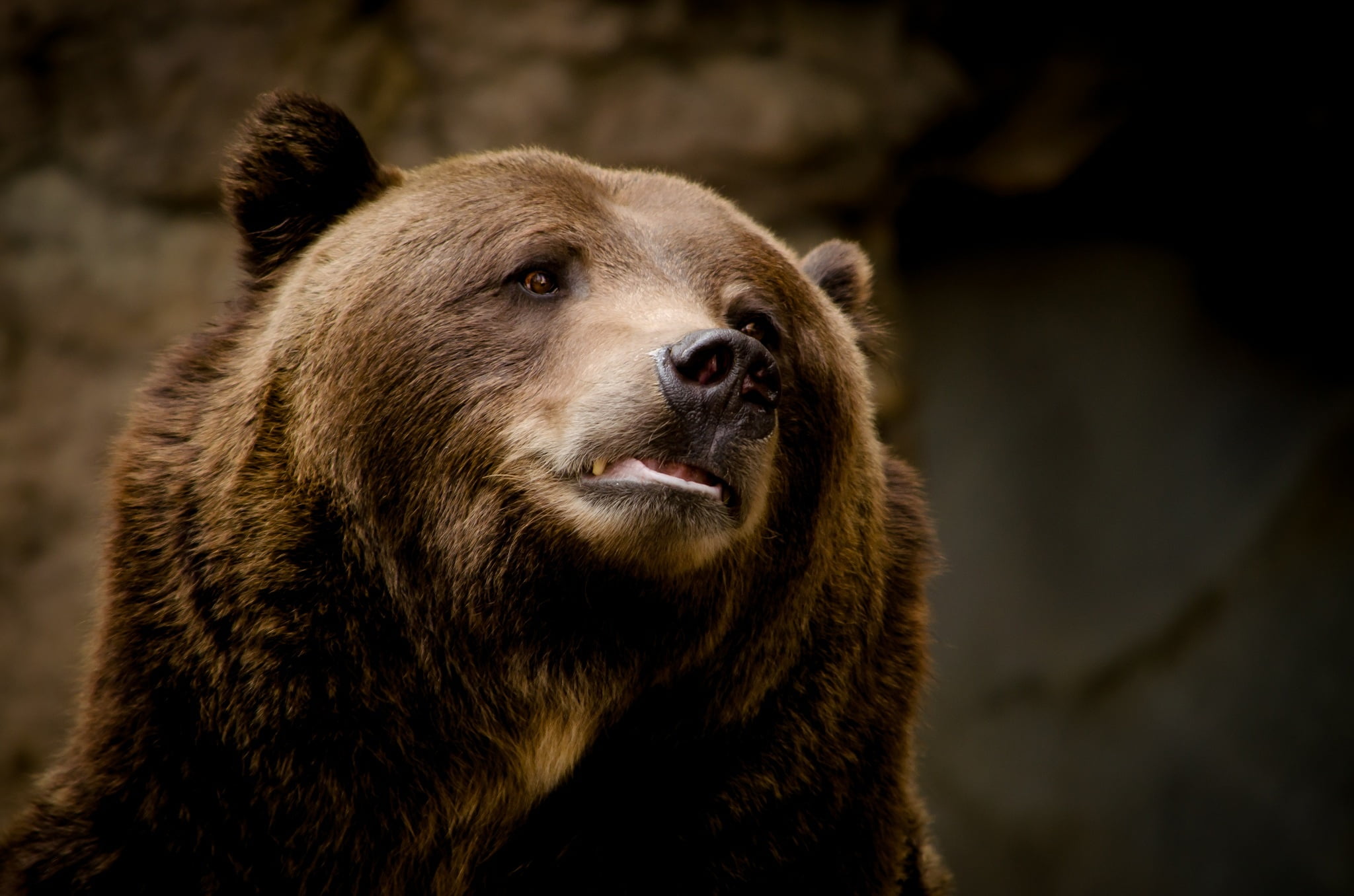 grizzly wallpaper,brown bear,vertebrate,bear,grizzly bear,mammal