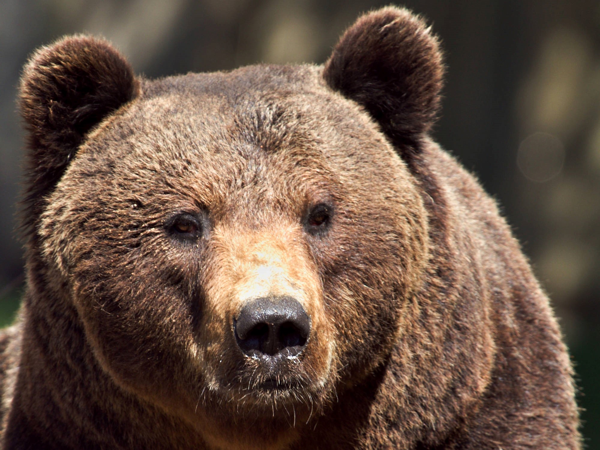 fond d'écran grizzly,ours brun,animal terrestre,ours,grizzly,faune