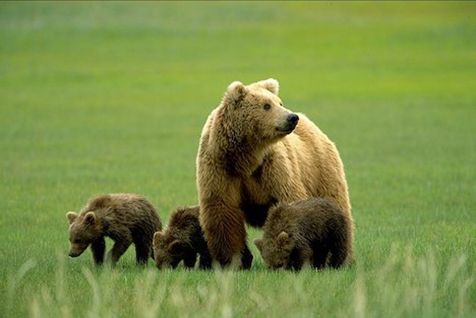 fond d'écran grizzly,ours brun,ours,grizzly,animal terrestre,prairie