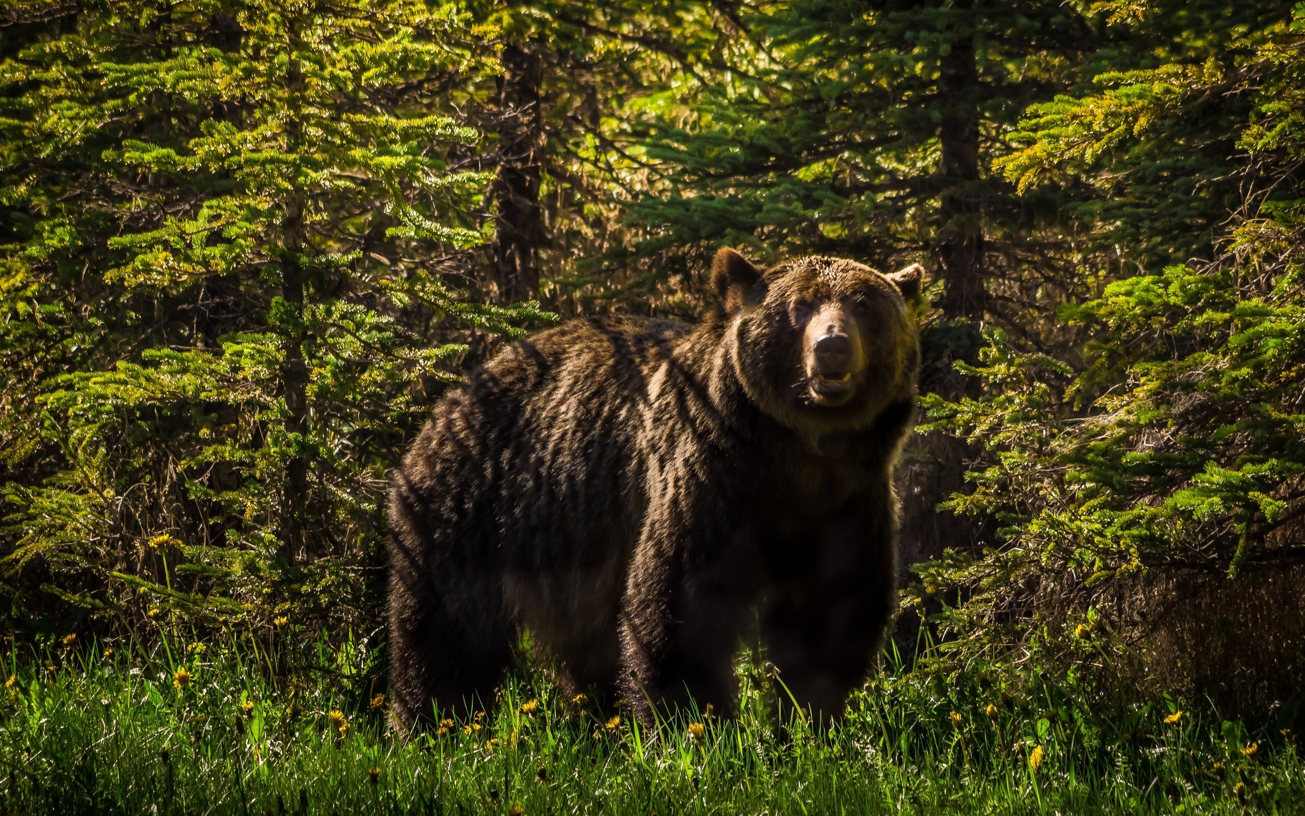 fond d'écran grizzly,ours brun,ours,grizzly,animal terrestre,faune