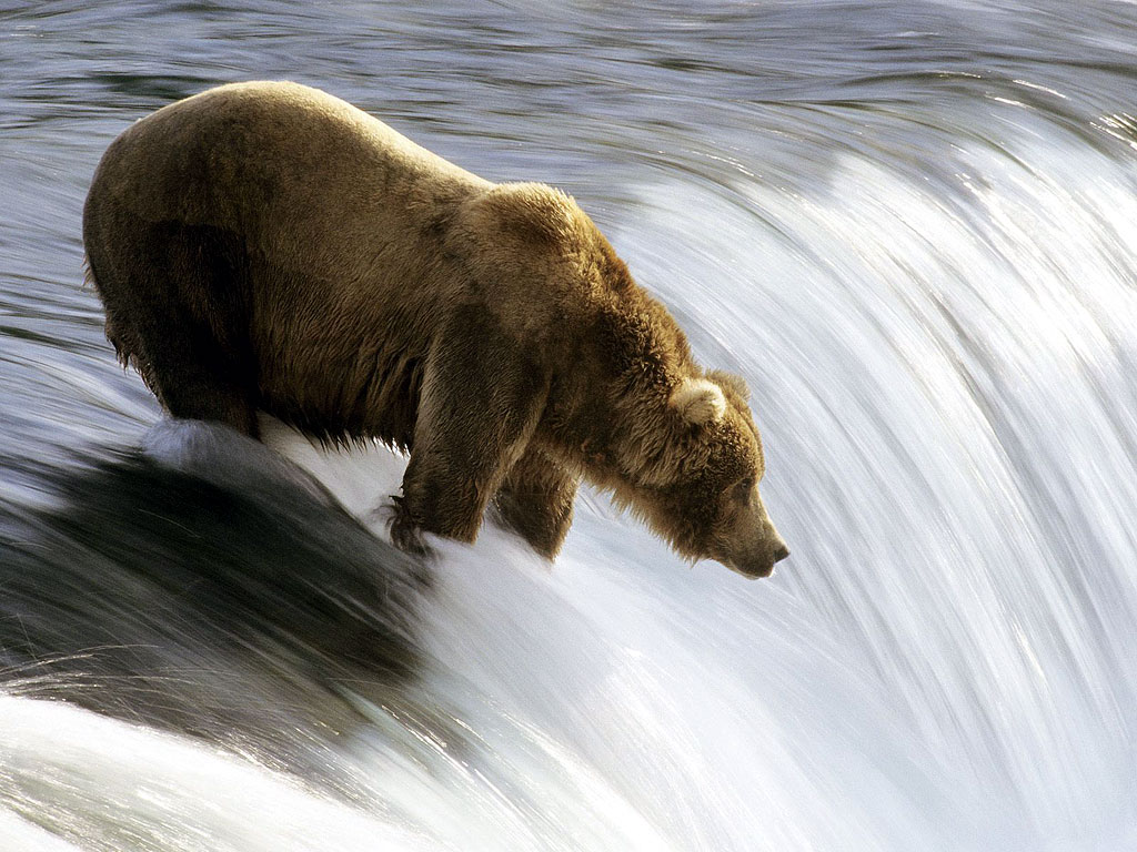 fond d'écran grizzly,ours brun,grizzly,ours,faune,cours d'eau