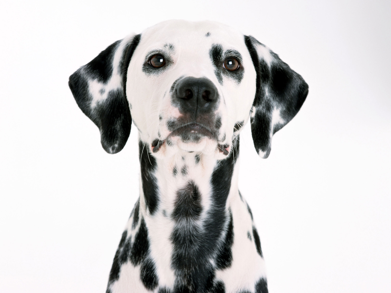 dalmatian wallpaper,dog,dalmatian,mammal,vertebrate,dog breed