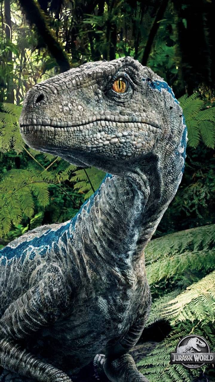 ヴェロキラプトルの壁紙 恐竜 ヴェロキラプトル 陸生動物 ティラノサウルス トルドン 5498 Wallpaperuse
