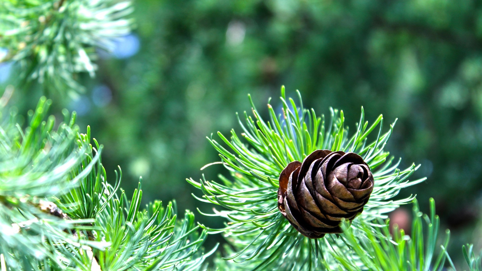 pine wallpaper,columbian spruce,yellow fir,jack pine,oregon pine,balsam fir