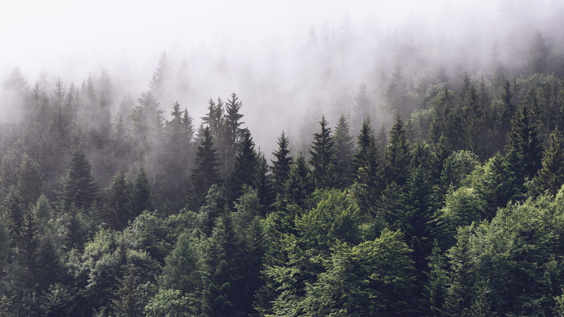 papier peint pin,épinette noire à feuilles courtes,arbre,forêt,brouillard,la nature