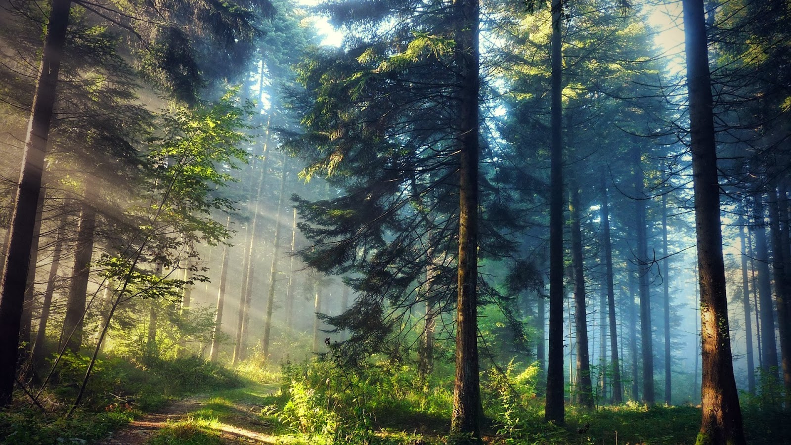 carta da parati di pino,foresta,albero,paesaggio naturale,natura,vecchia foresta di crescita