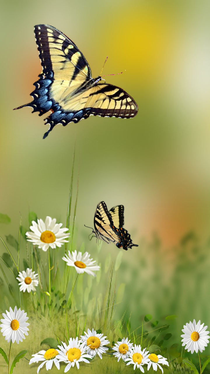 123 fondos de pantalla hd,mariposa,insecto,polillas y mariposas,invertebrado,cola de golondrina tigre occidental