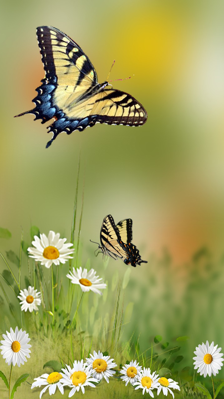 123 Hdの壁紙 バタフライ 昆虫 蛾と蝶 無脊椎動物 西虎アゲハチョウ 5956 Wallpaperuse