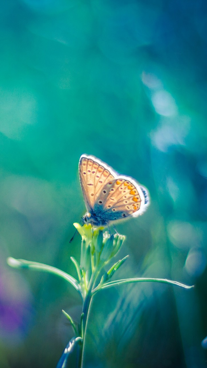 123 fondos de pantalla hd,mariposa,insecto,lycaenid,polillas y mariposas,aricia