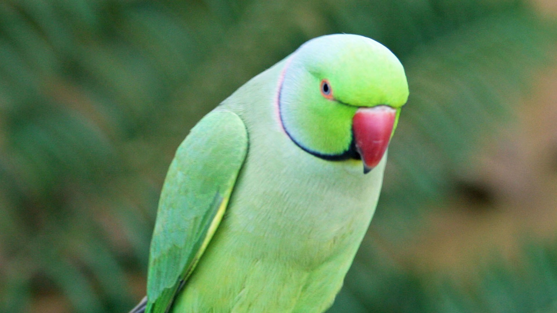 インドの壁紙ダウンロード 鳥 インコ オウム バッジー 緑 Wallpaperuse
