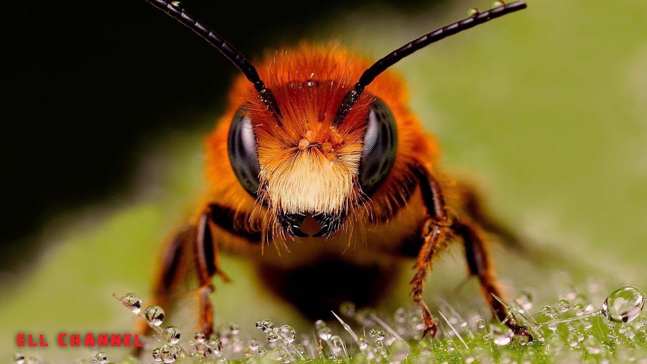who wallpaper,insect,honeybee,bee,invertebrate,macro photography