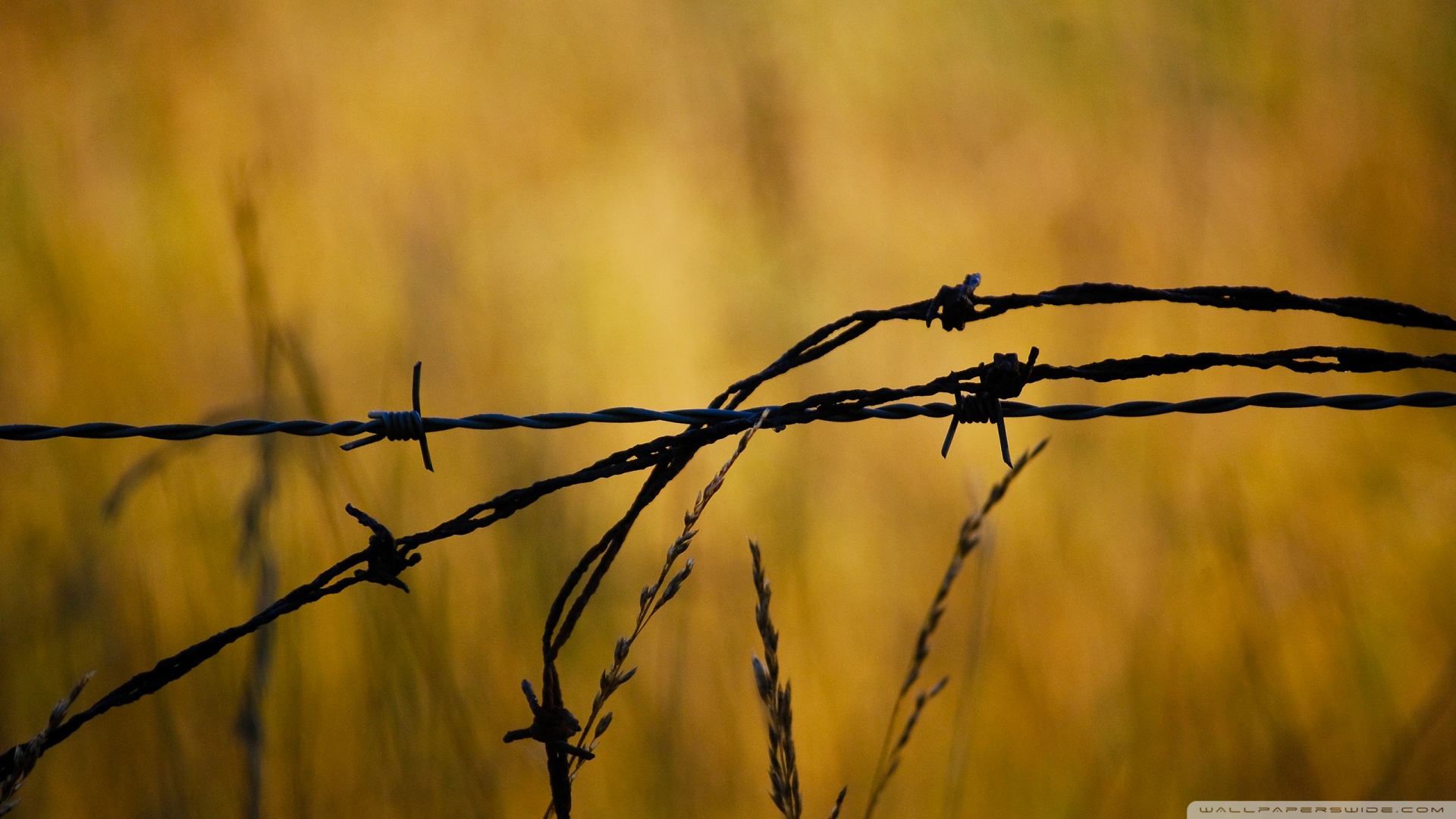 Barbed Wire 2 Wallpaper - Barbed Wire Wallpaper Hd- WallpaperUse