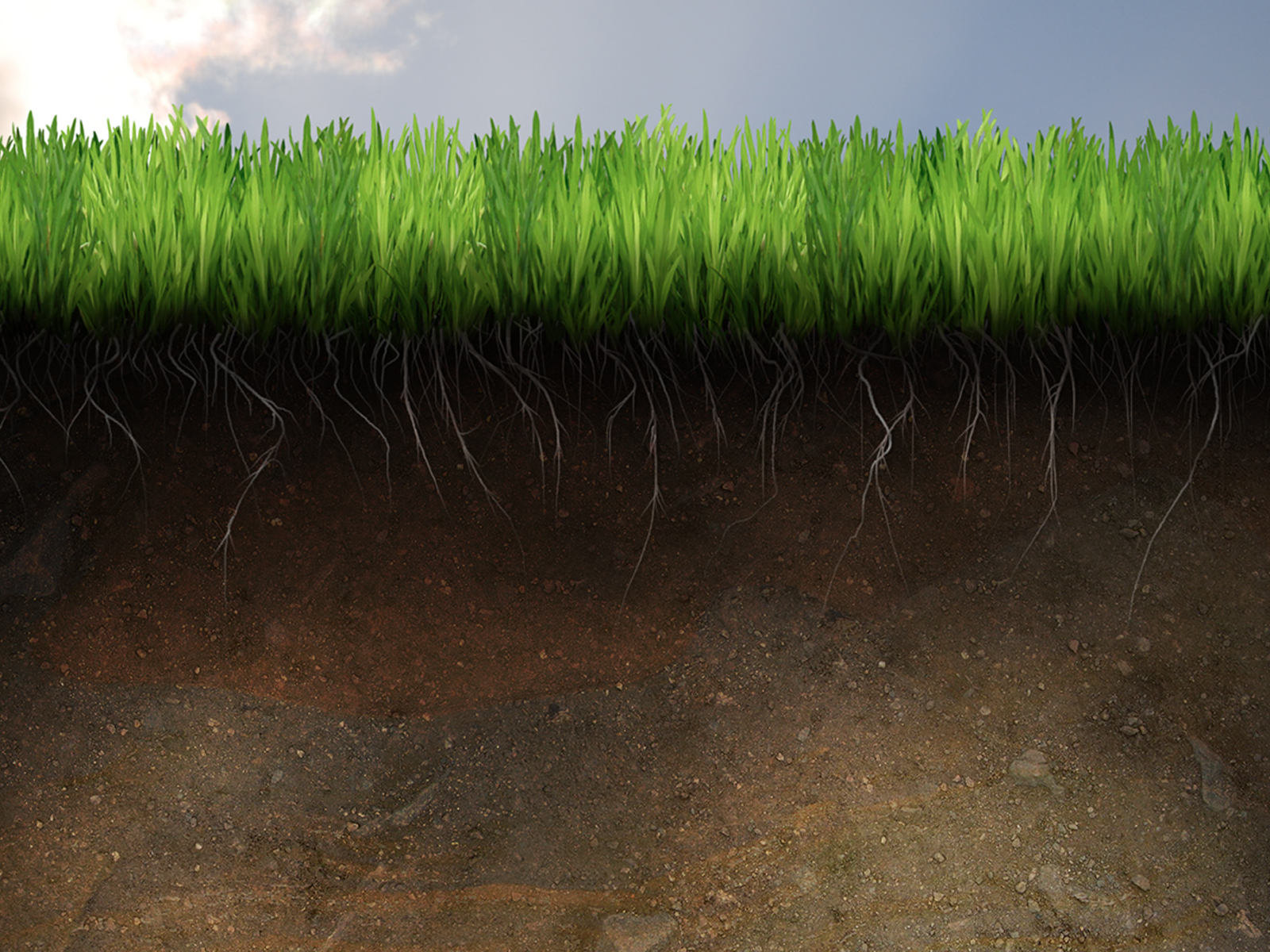 soil wallpaper,grass,vegetation,green,marsh,soil