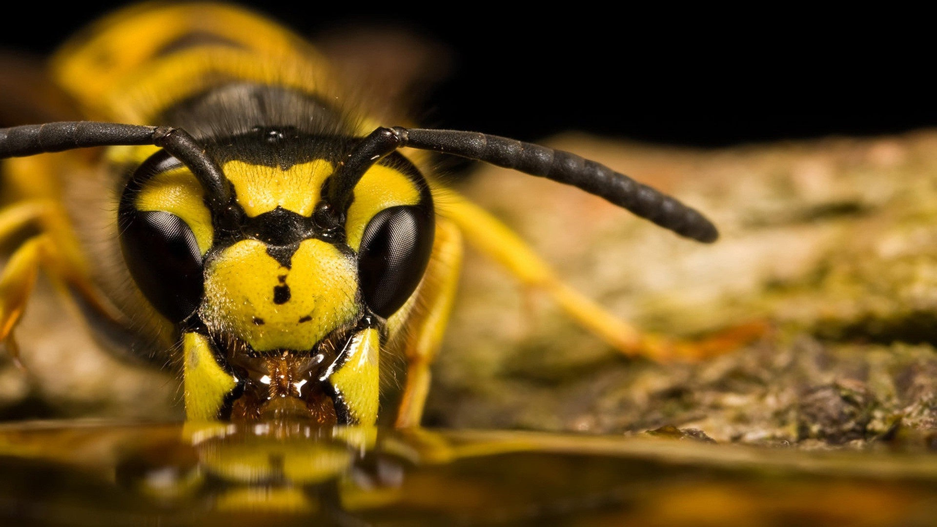 fondo de pantalla de avispa,insecto,avispa,abeja,avispón,avispa