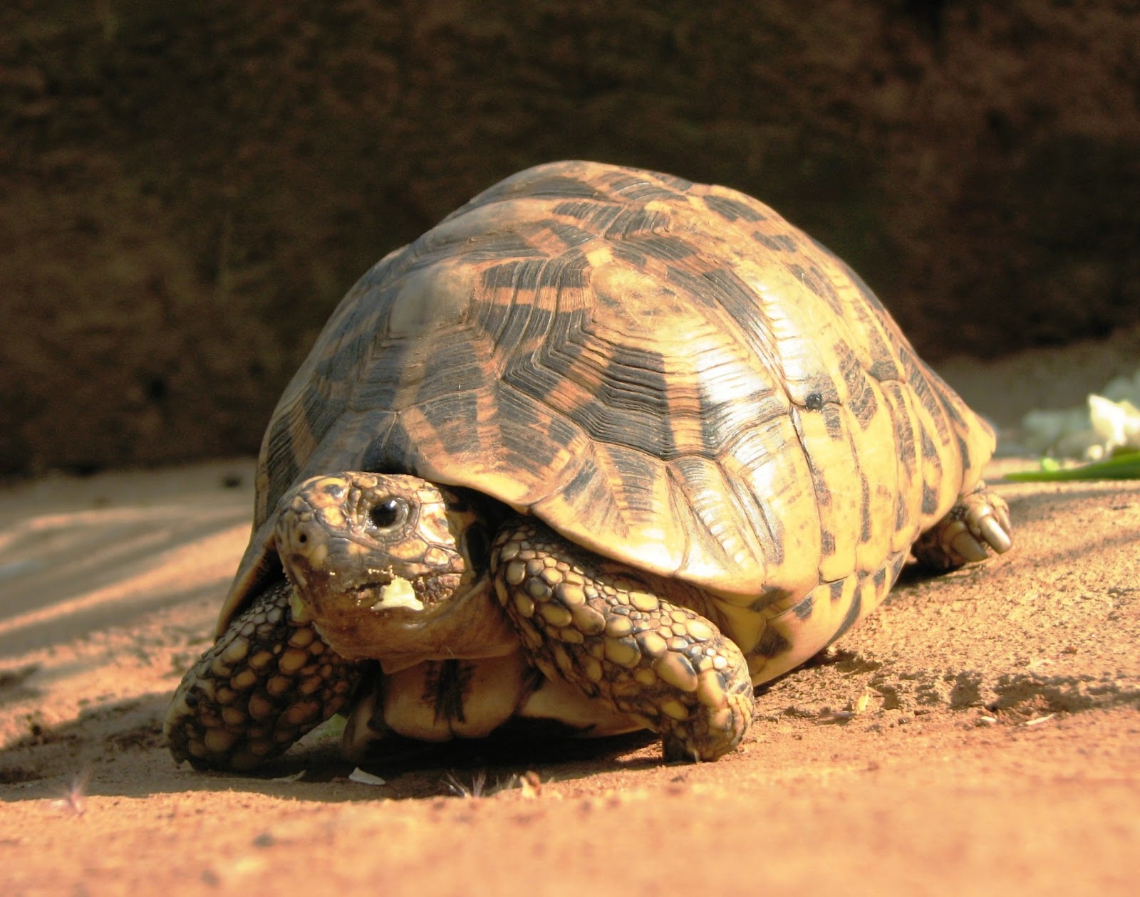 tortoise wallpaper,tortoise,vertebrate,reptile,turtle,pond turtle