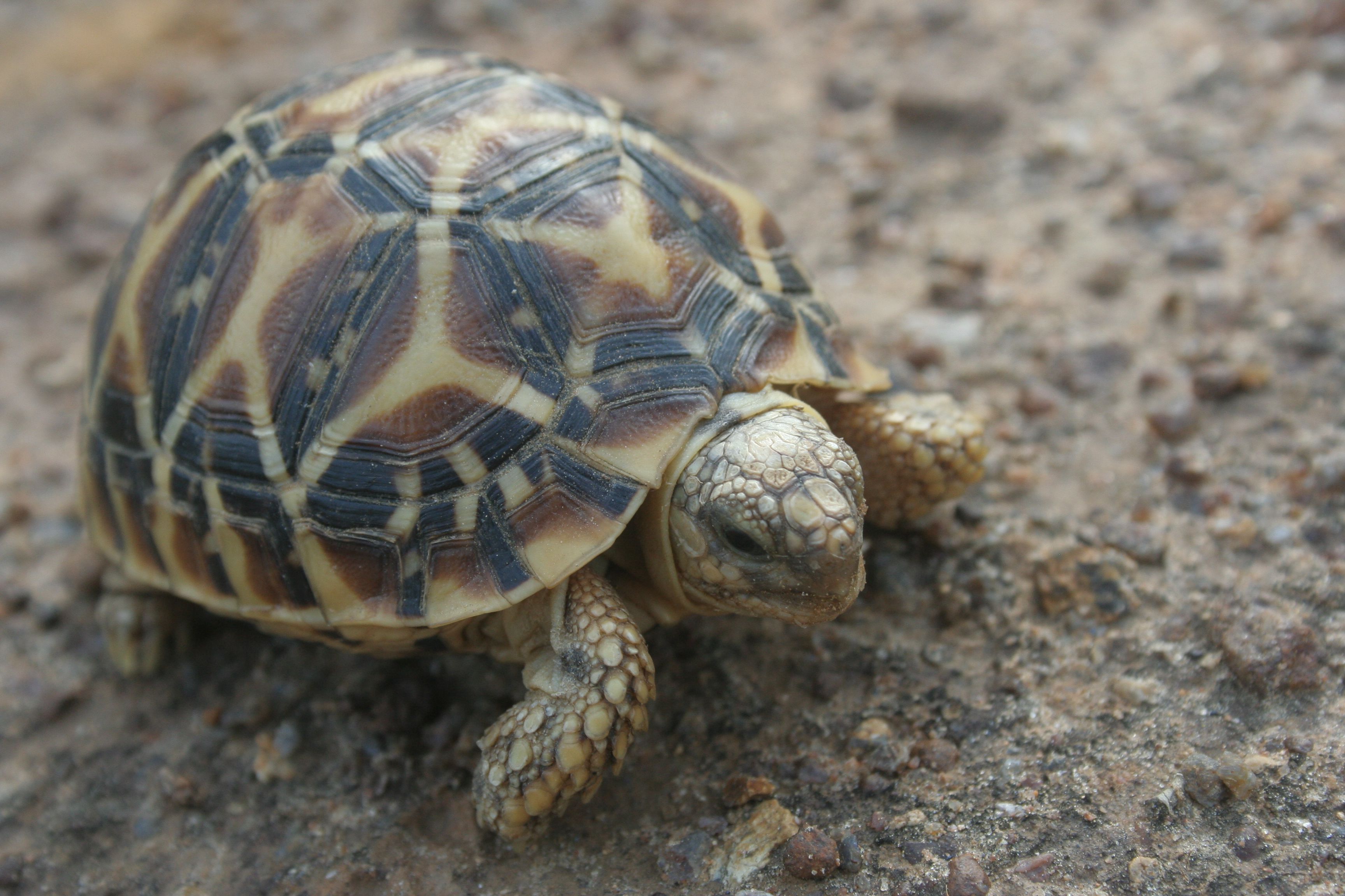 tortoise wallpaper,tortoise,vertebrate,turtle,reptile,terrestrial animal