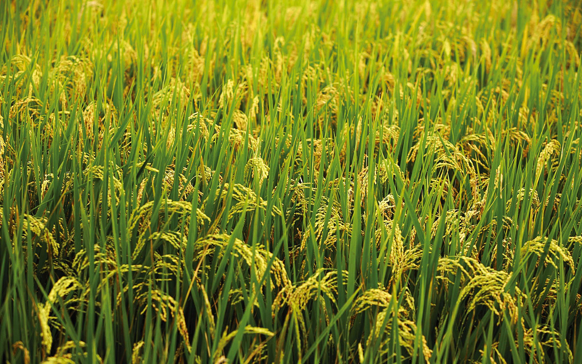 쌀 벽지,논,잔디,농업,들,수확고