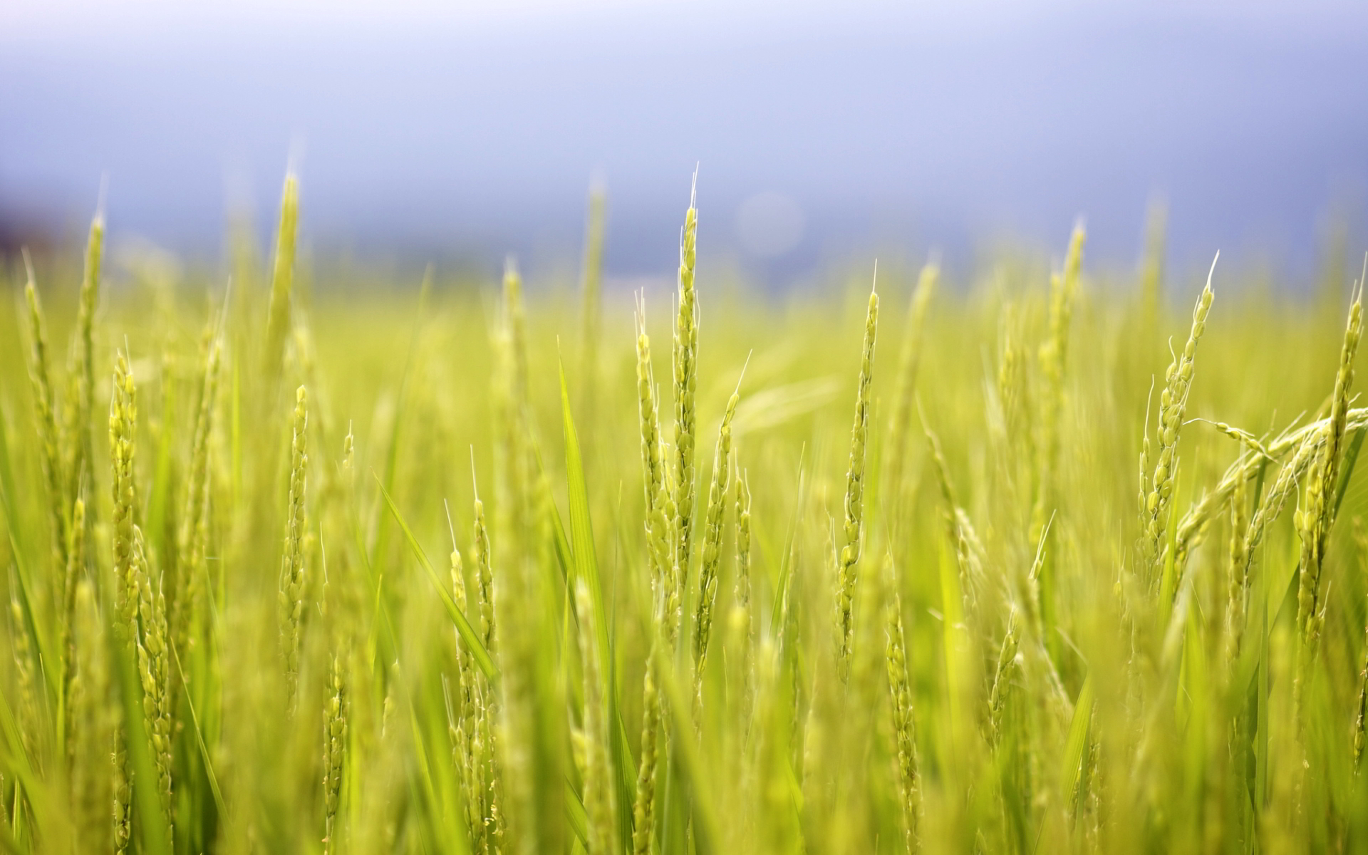 carta da parati di riso,natura,erba,verde,campo,paesaggio naturale