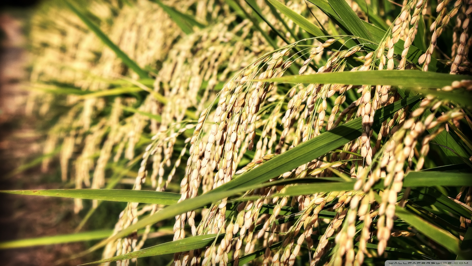 rice wallpaper,grass,plant,grass family,sweet grass,crop