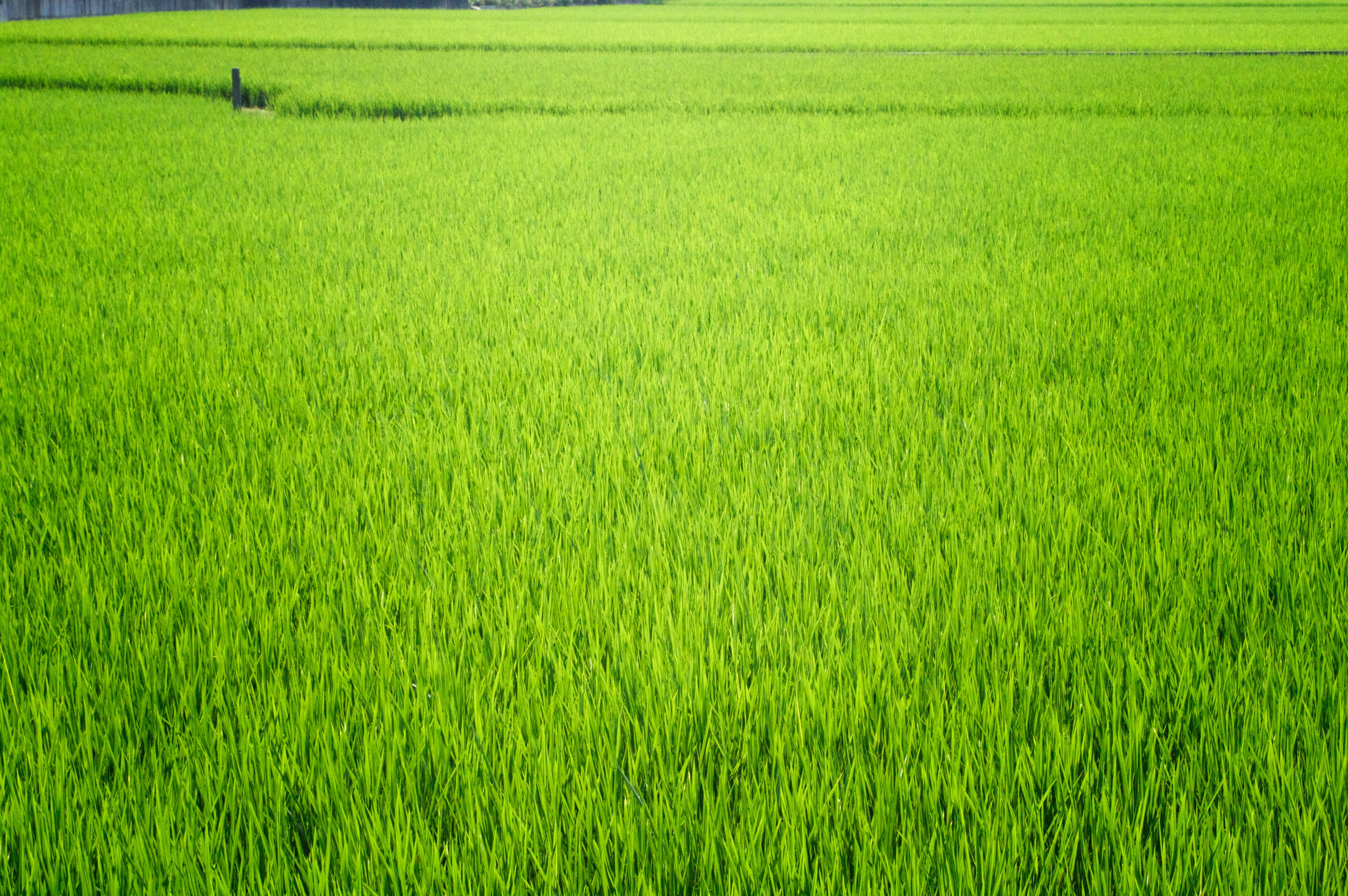 rice wallpaper,green,field,paddy field,grass,grassland