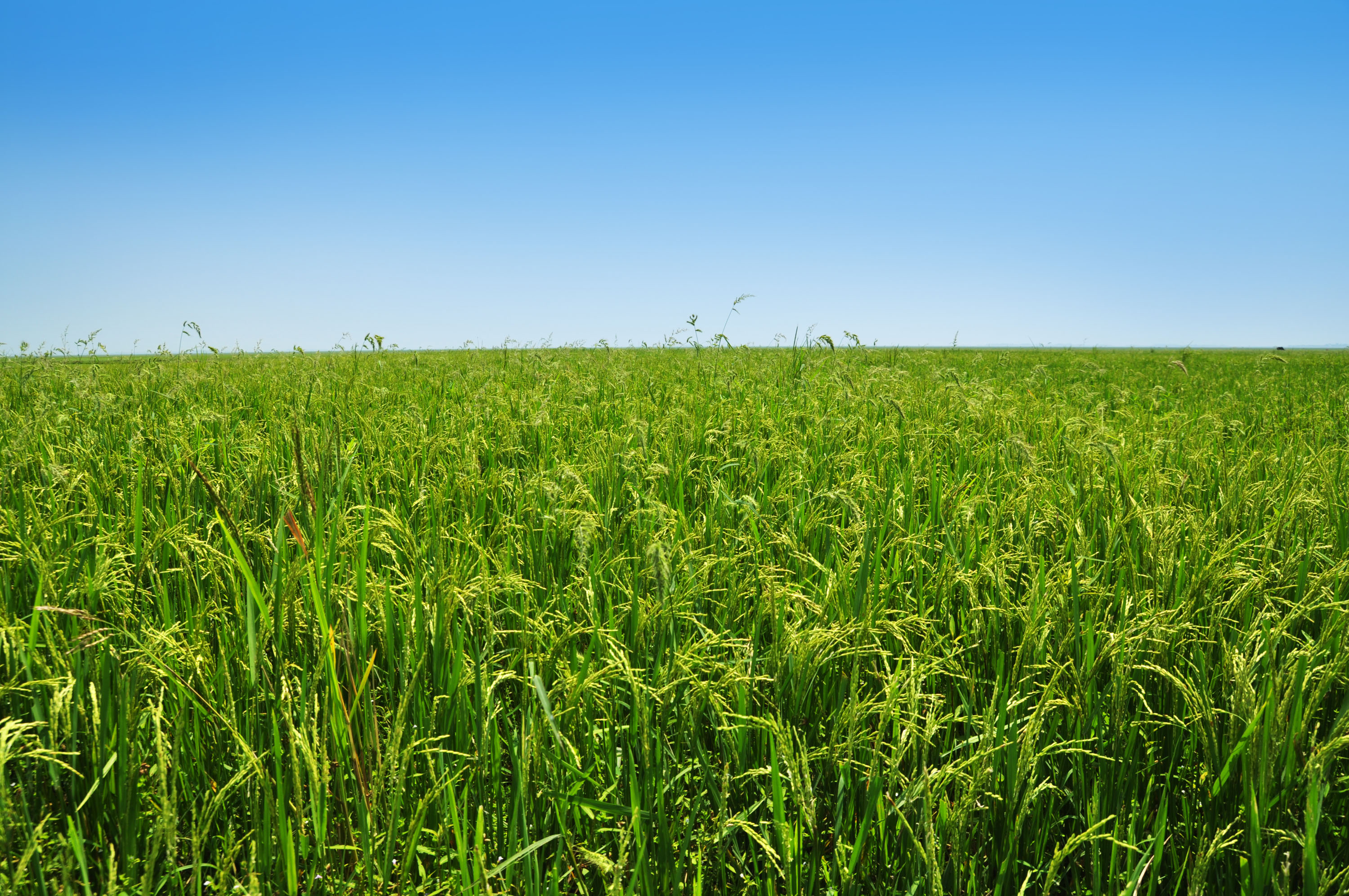 papier peint de riz,champ,prairie,vert,herbe,la nature