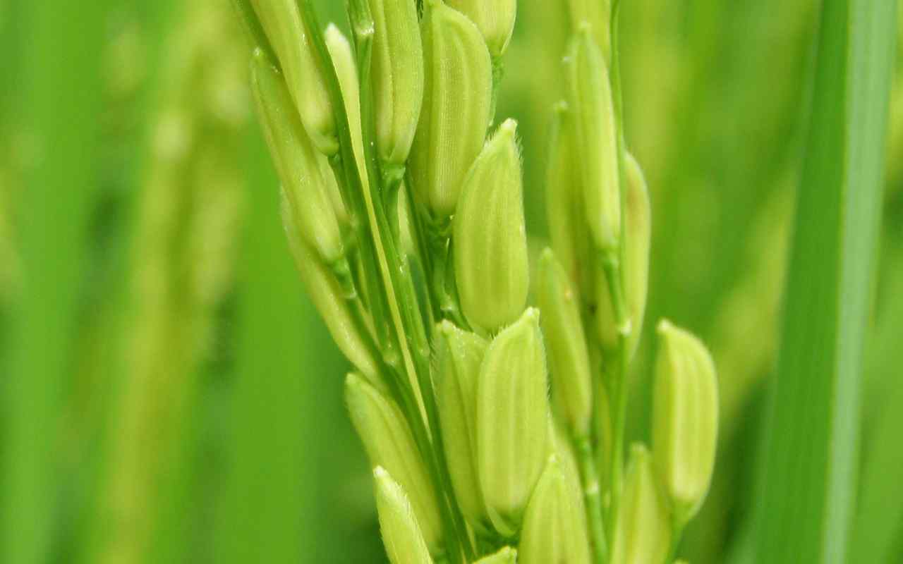 rice wallpaper,flowering plant,plant,flower,grass,close up