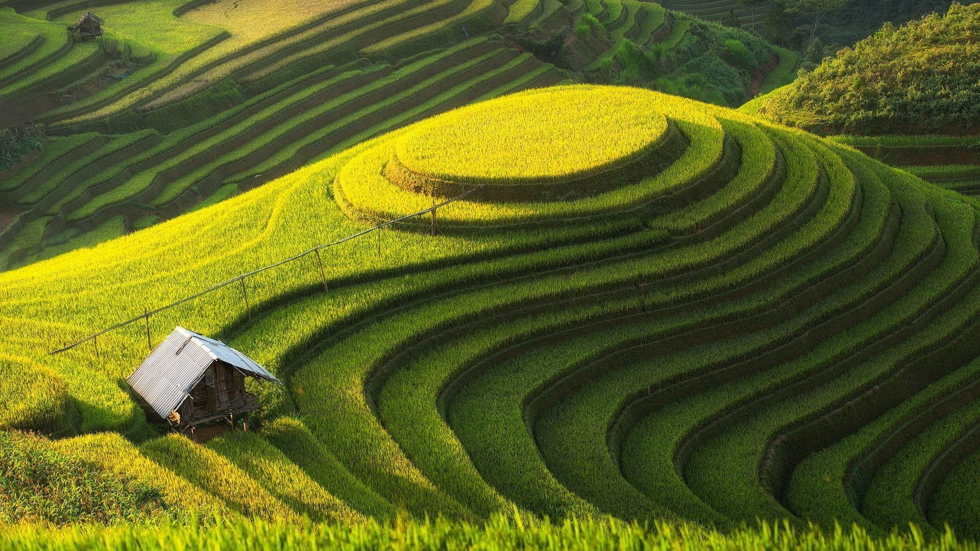 carta da parati di riso,terrazza,campo,agricoltura,risaia,paesaggio