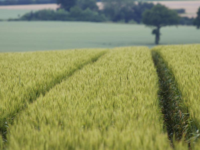 rice wallpaper,field,agriculture,crop,paddy field,atmospheric phenomenon