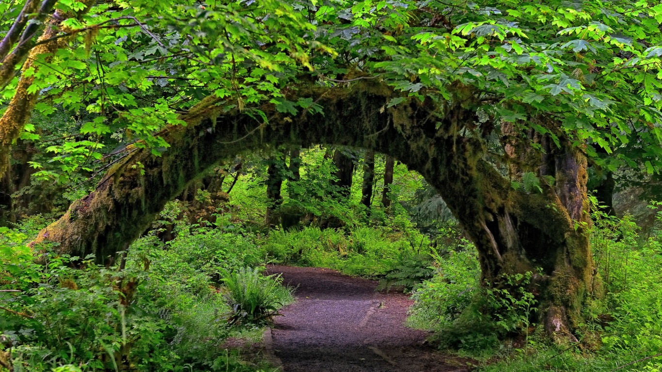 d nya wallpaper,natura,paesaggio naturale,arco,verde,albero