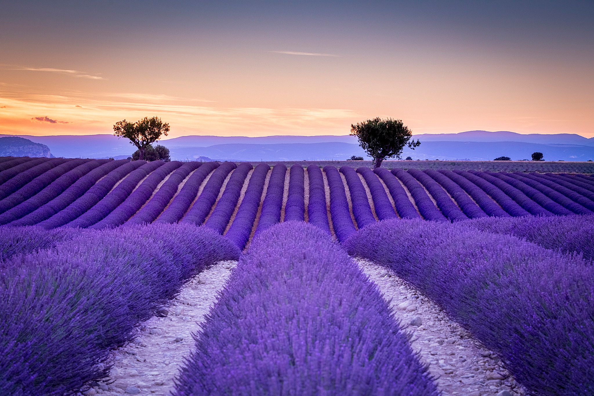 fond d'écran d nya,lavande,lavande,lavande anglaise,ciel,violet