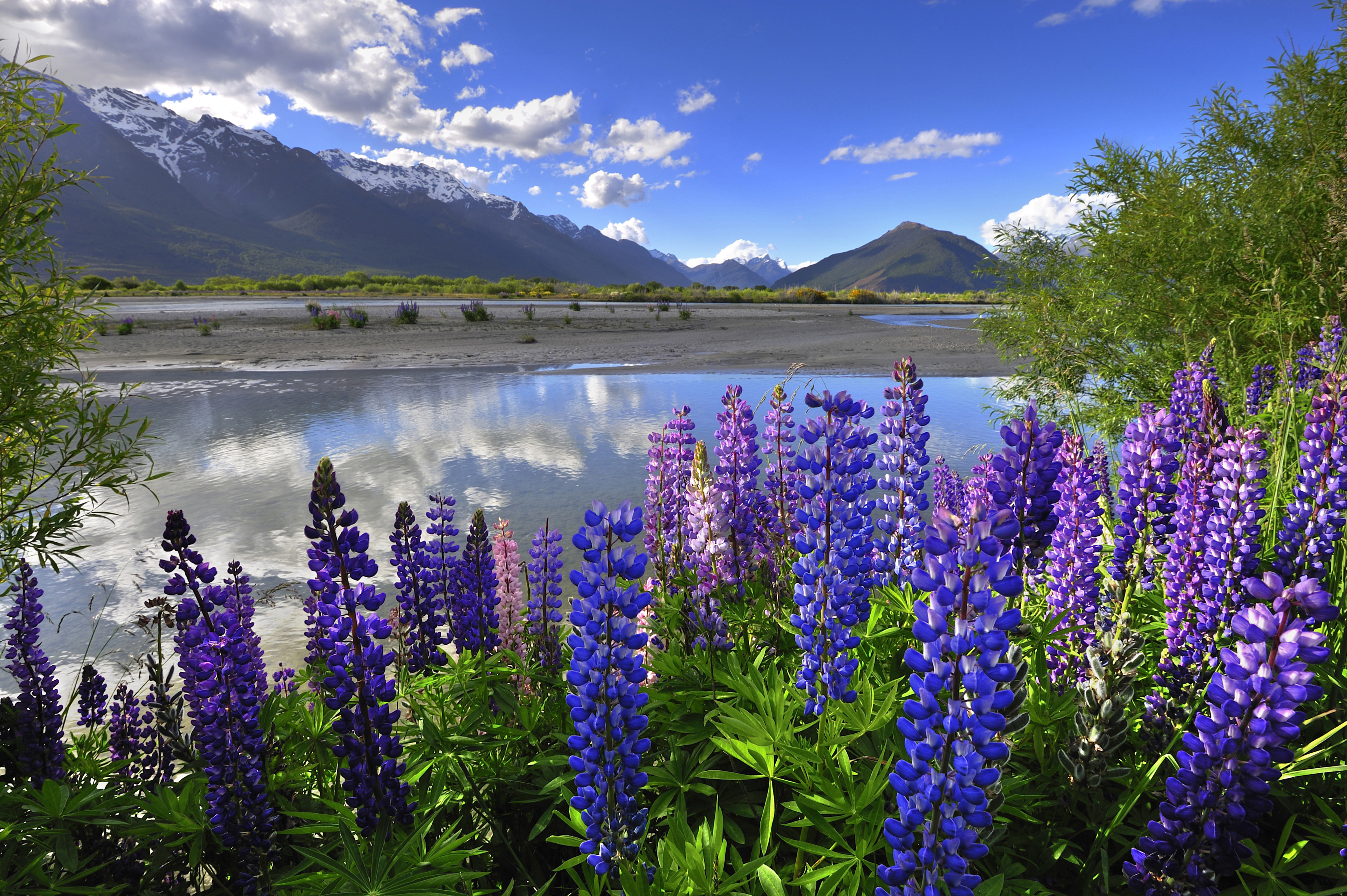 fond d'écran d nya,la nature,lupin,paysage naturel,fleur,lavande