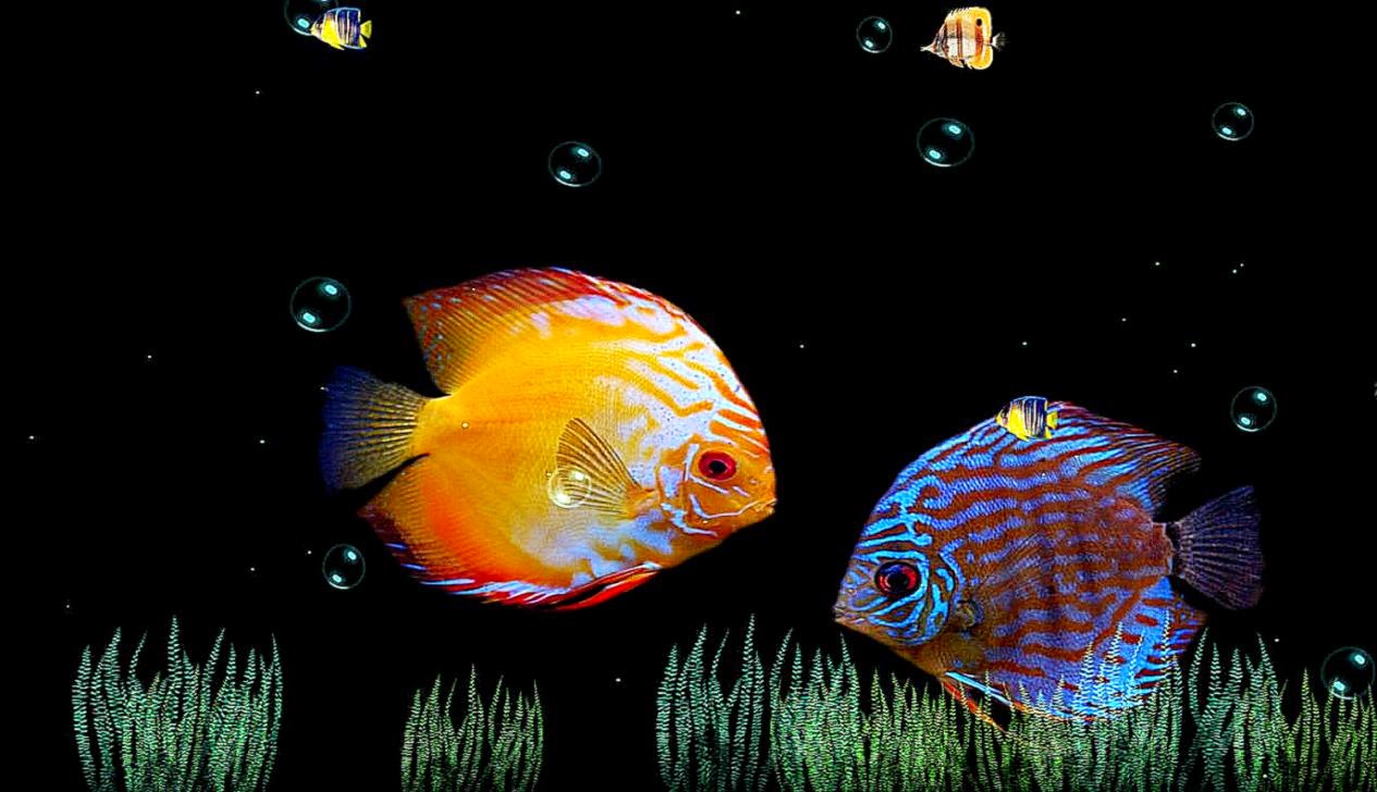 click wallpaper,fish,fish,marine biology,organism,underwater