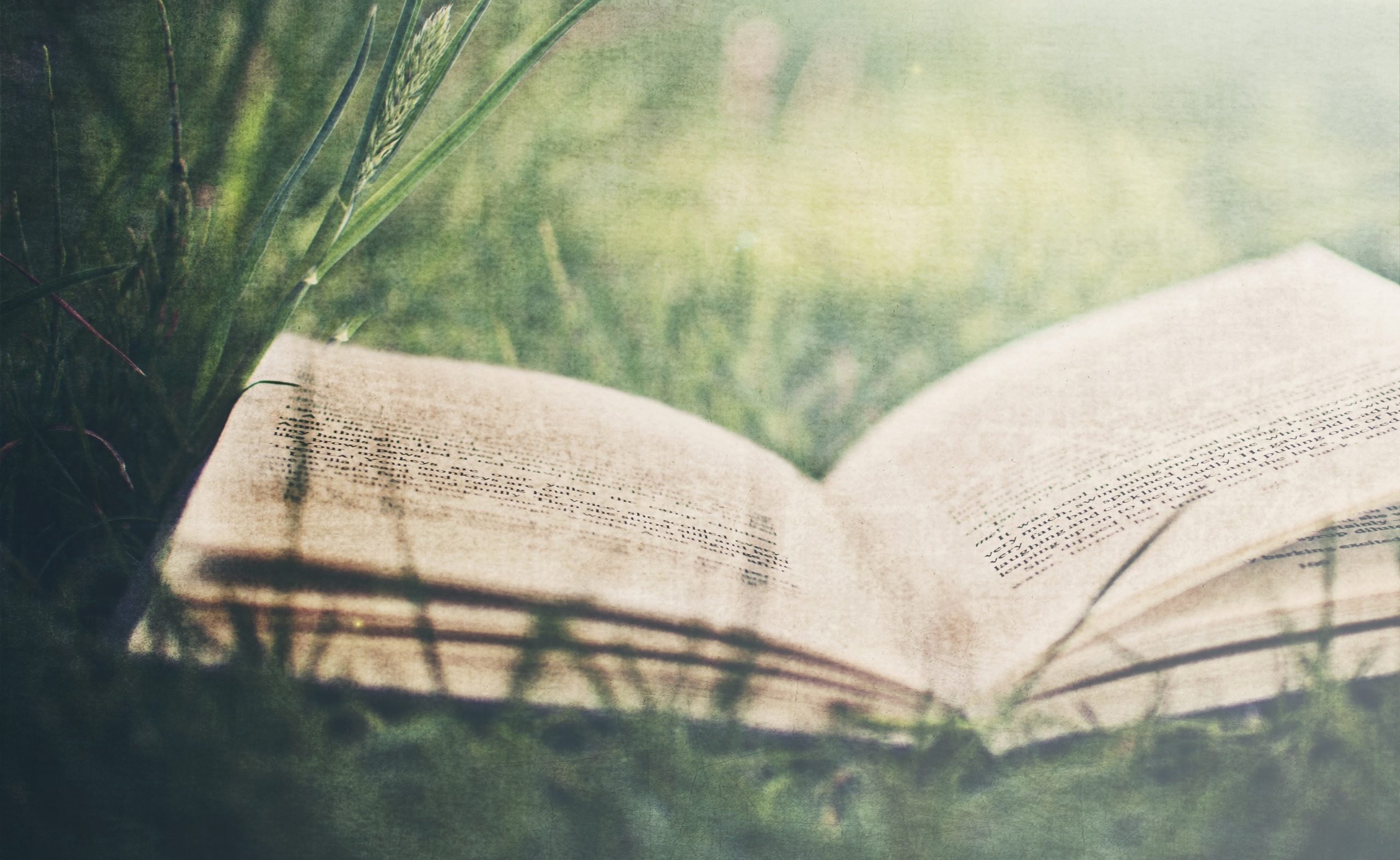 책 배경 tumblr,초록,본문,잔디,하늘,잎