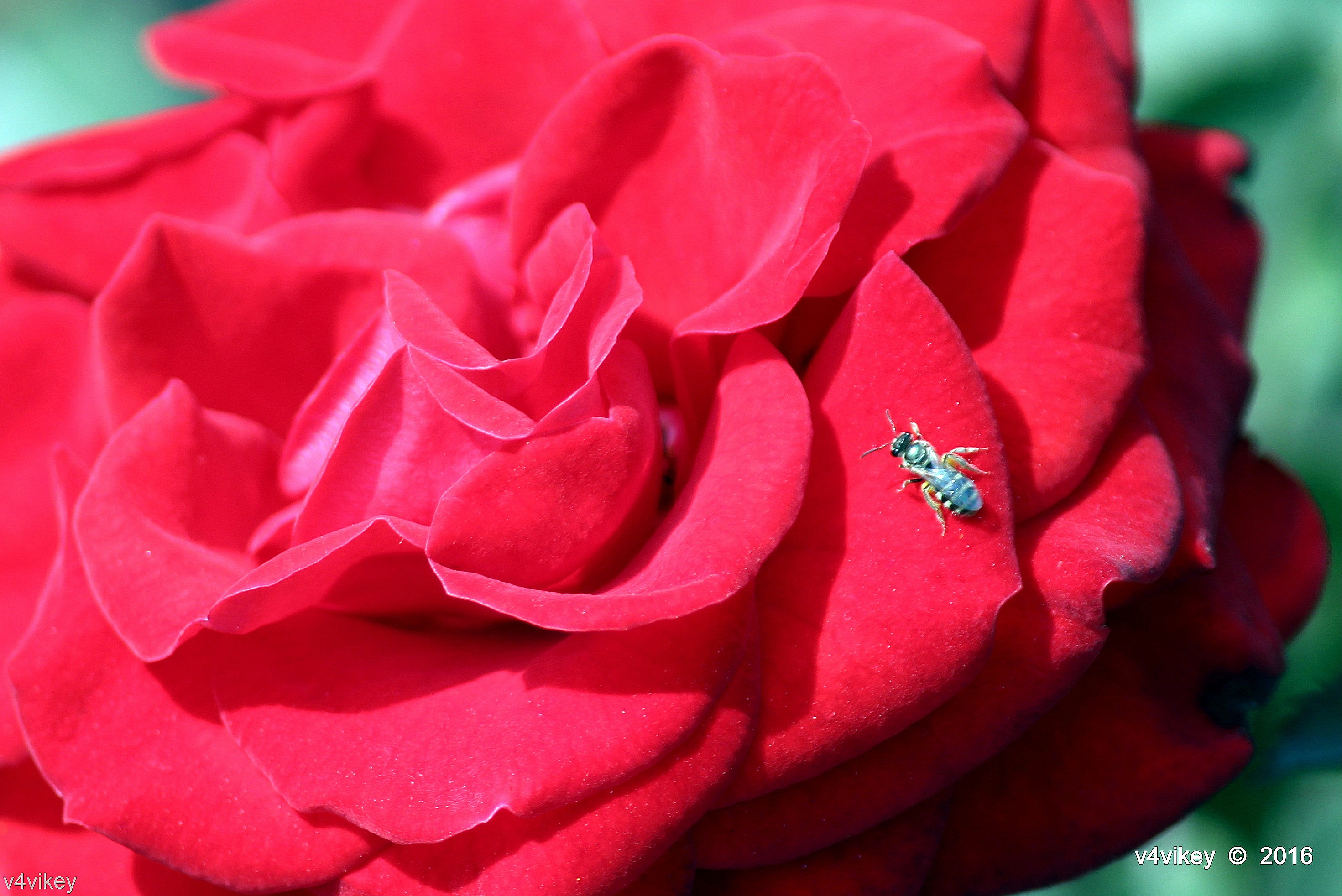 rosa muerta fondo de pantalla,rojo,rosas de jardín,rosado,pétalo,flor