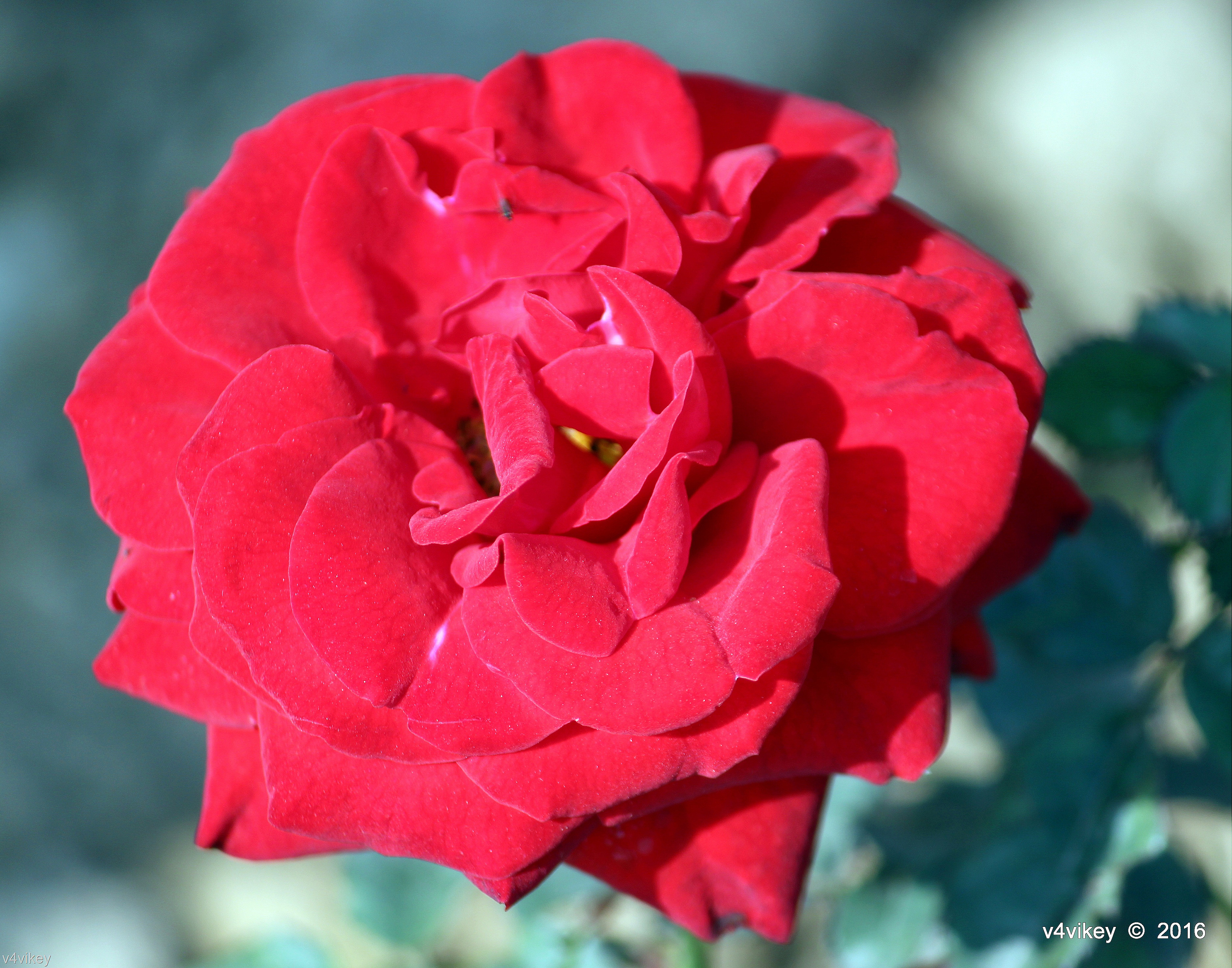 rosa muerta fondo de pantalla,flor,planta floreciendo,pétalo,rojo,floribunda