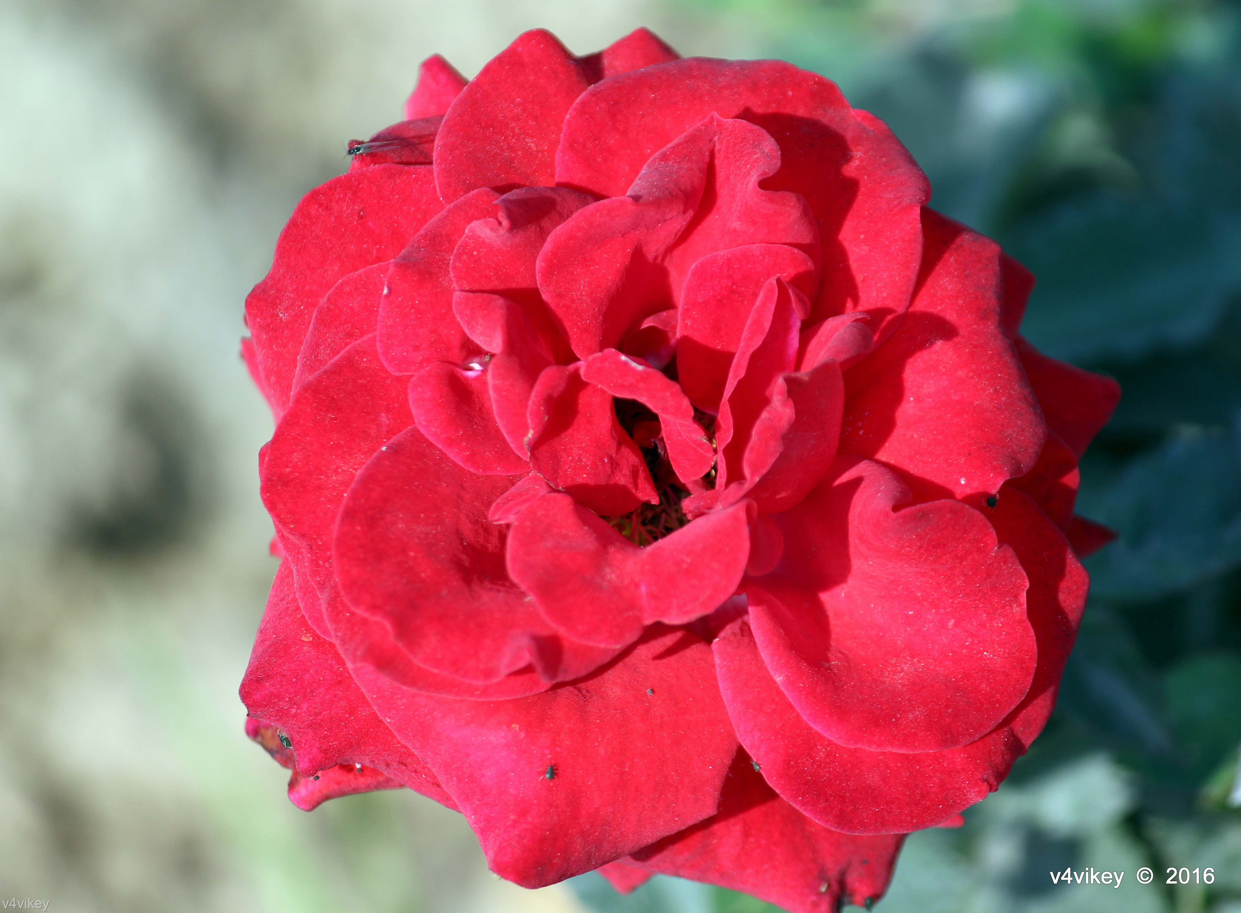 tote rosentapete,blume,blühende pflanze,blütenblatt,rot,pflanze