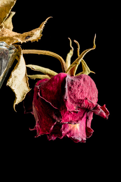 carta da parati rosa morta,rosso,rosa,fiore,fotografia di still life,petalo