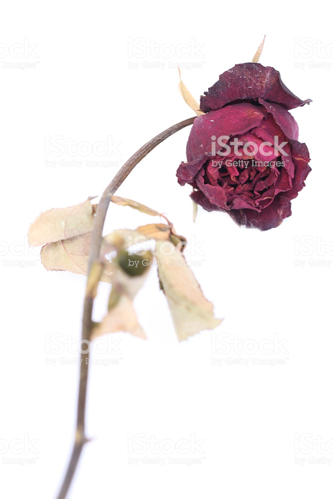 dead rose wallpaper,flower,pink,cut flowers,rose,plant