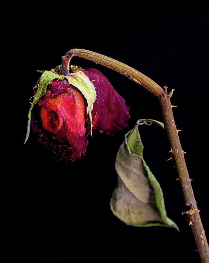 dead rose wallpaper,flower,plant,still life photography,bud,flowering