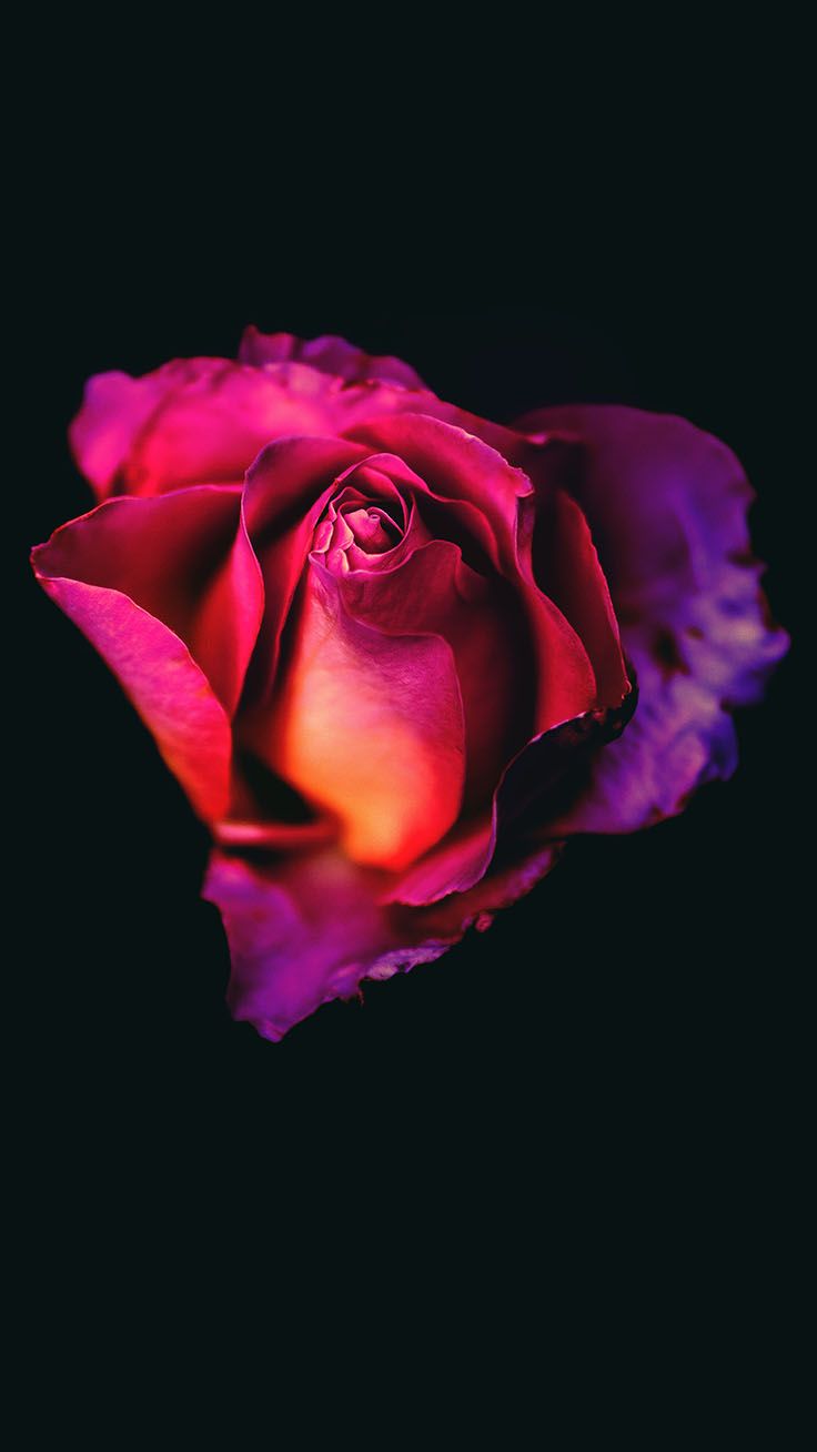 로맨틱 아이폰 배경 화면,꽃잎,정원 장미,장미,분홍,보라색