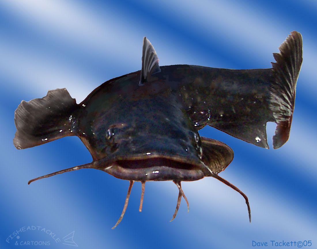 catfish wallpaper,fish,catfish,fish,bony fish