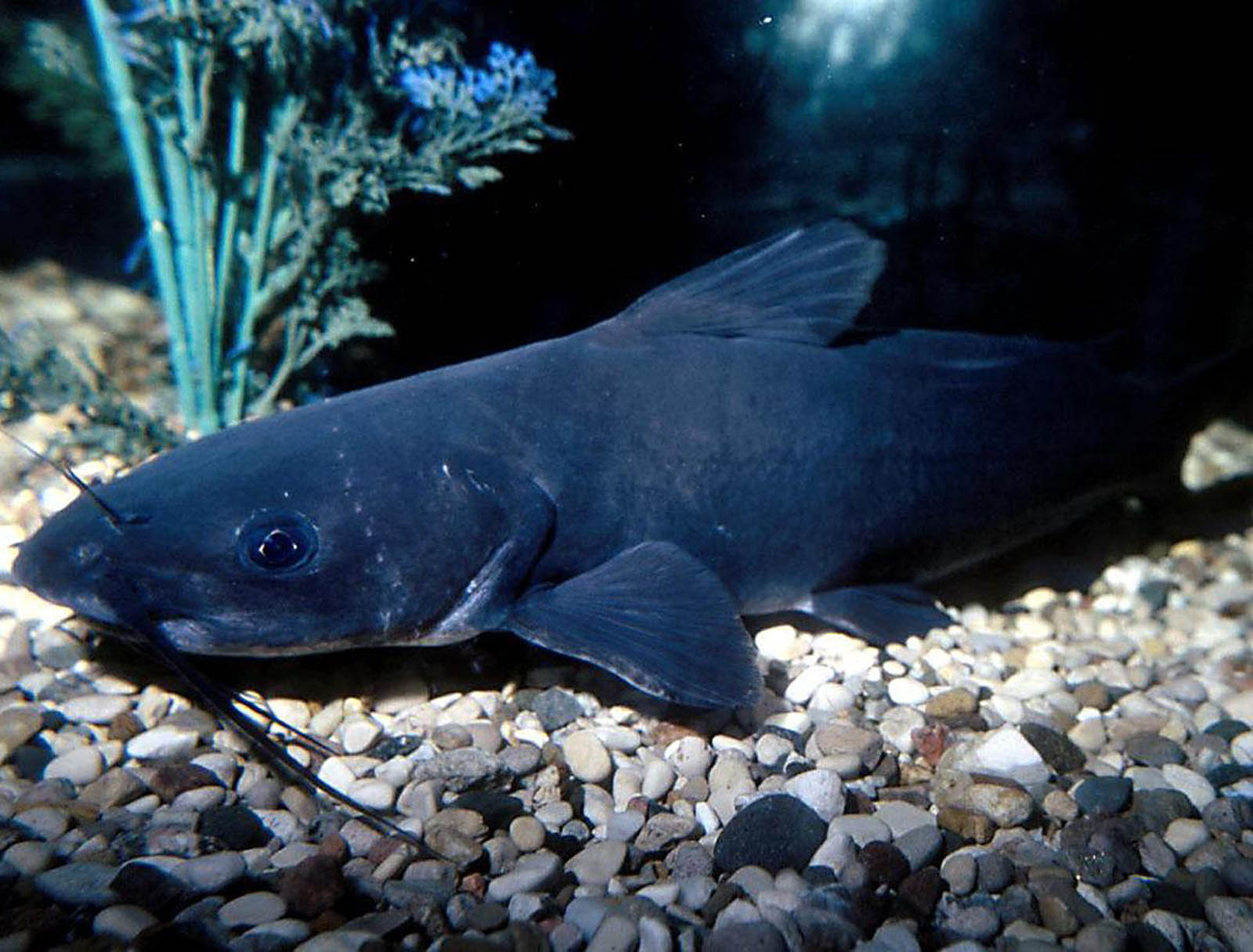 ナマズの壁紙,魚,魚,海洋生物学,水中,ナマズ