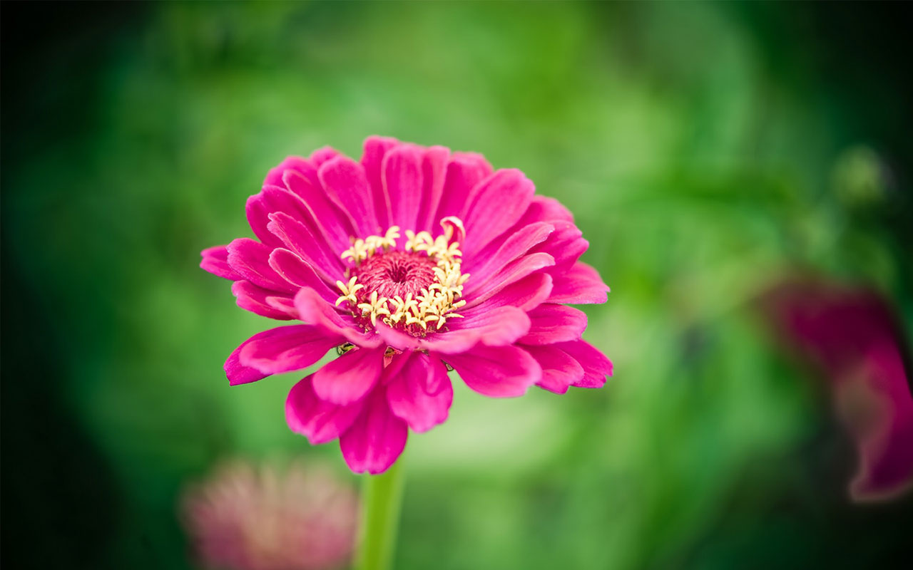 feminine wallpaper,flower,flowering plant,petal,pink,plant